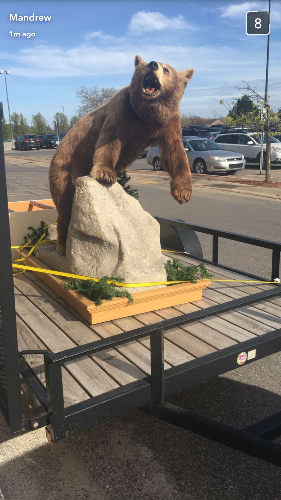 bear